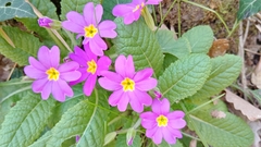 Primula