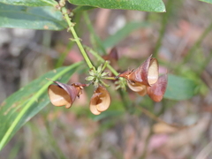 Daviesia corymbosa