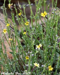 Jamesbrittenia crassicaulis