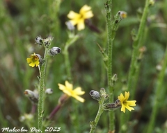 Jamesbrittenia crassicaulis