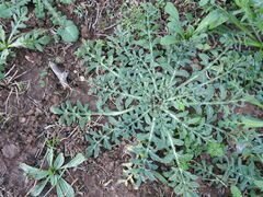 Centaurea calcitrapa