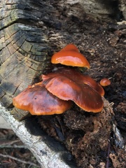 Flammulina