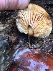 Flammulina
