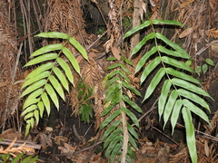 Blechnum gregsonii