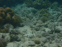 Siganus spinus