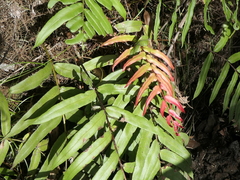Blechnum gregsonii