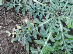 Centaurea calcitrapa