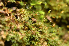 Fissidens incurvus