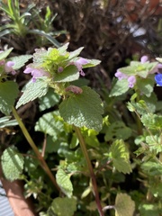Lamium purpureum