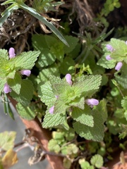 Lamium purpureum