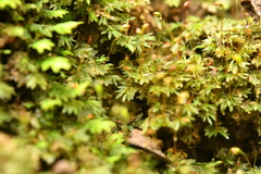 Fissidens incurvus