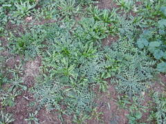 Centaurea calcitrapa