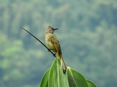 Pycnonotus flavescens
