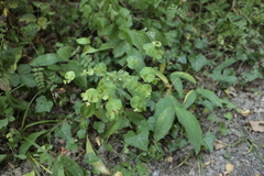 Euphorbia amygdaloides