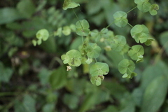 Euphorbia amygdaloides