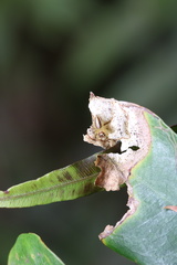 Telamonia