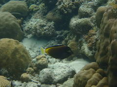 Acanthurus nigricans