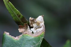 Telamonia