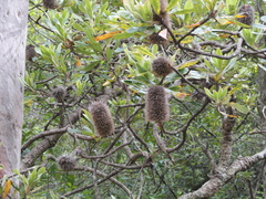 Banksia serrata