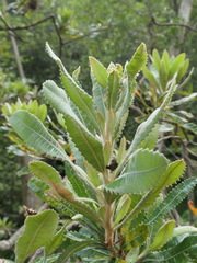 Banksia serrata