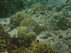 Parupeneus barberinus