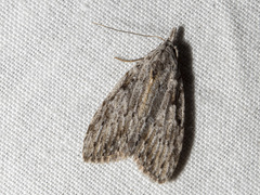 Nola vernalis