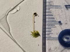 Fissidens incurvus