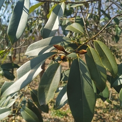 Magnolia maudiae