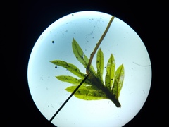 Fissidens incurvus