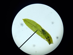 Fissidens incurvus