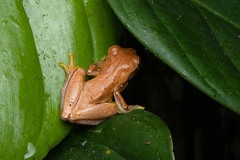 Dendropsophus microcephalus