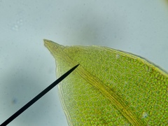 Fissidens incurvus