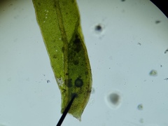 Fissidens incurvus