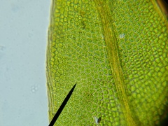 Fissidens incurvus