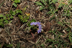 Scaevola aemula