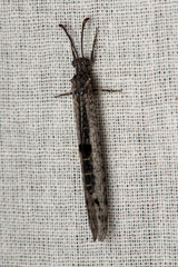 Protoplectrini