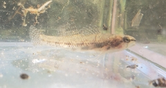 Etheostoma proeliare