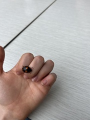 Paropsisterna sexpustulata