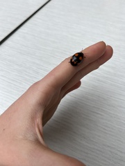 Paropsisterna sexpustulata