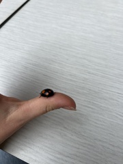 Paropsisterna sexpustulata