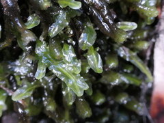 Symphyogyna hymenophyllum