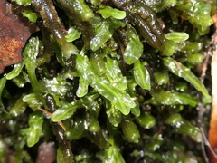 Symphyogyna hymenophyllum