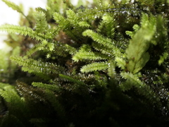 Racopilum cuspidigerum