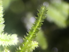 Racopilum cuspidigerum