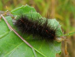 Spilosoma lubricipeda