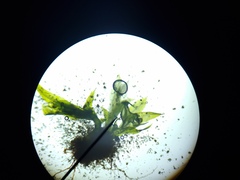 Fissidens incurvus