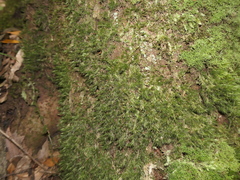 Dicranoloma menziesii