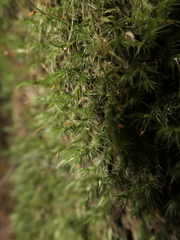 Dicranoloma menziesii