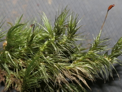 Dicranoloma menziesii