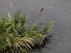 Dicranoloma menziesii